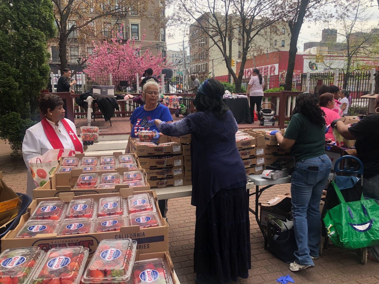 Strawberry & Berry Distribution - Cherry Blossoms at Padre Plaza
